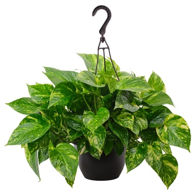 EPIPREMNUM Hanging plant, assorted species plants Golden Pothos, 8 "