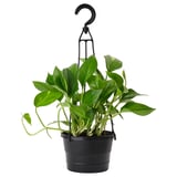 EPIPREMNUM Hanging plant, Golden Pothos, 6 "