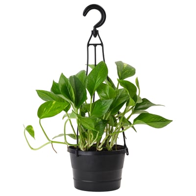 EPIPREMNUM Hanging plant, Golden Pothos, 6 "