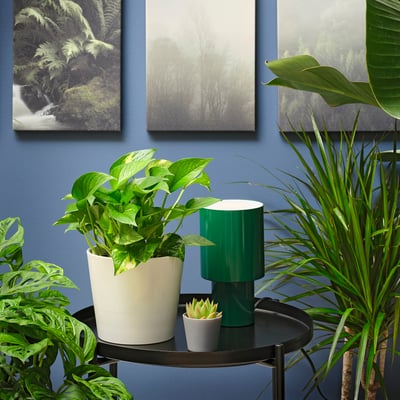 EPIPREMNUM Hanging plant, Golden Pothos, 6 "
