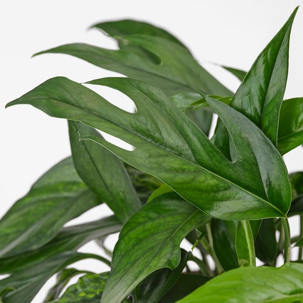 EPIPREMNUM Potted plant, dragon-tail plant, 6 "