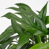 EPIPREMNUM Potted plant, dragon-tail plant, 6 "