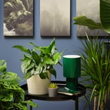 EPIPREMNUM Potted plant, dragon-tail plant, 6 "