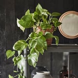 EPIPREMNUM Potted plant, Golden Pothos, 6 "