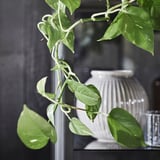 EPIPREMNUM Potted plant, Golden Pothos, 6 "