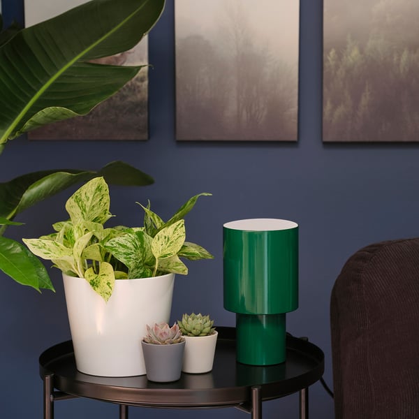 EPIPREMNUM Potted plant, 6 "
