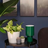 EPIPREMNUM Potted plant, 6 "
