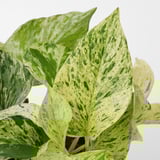 EPIPREMNUM Potted plant, 6 "