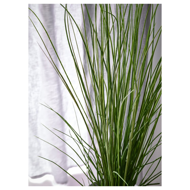 FEJKA artificial potted plant, grass, 6 ¾" IKEA