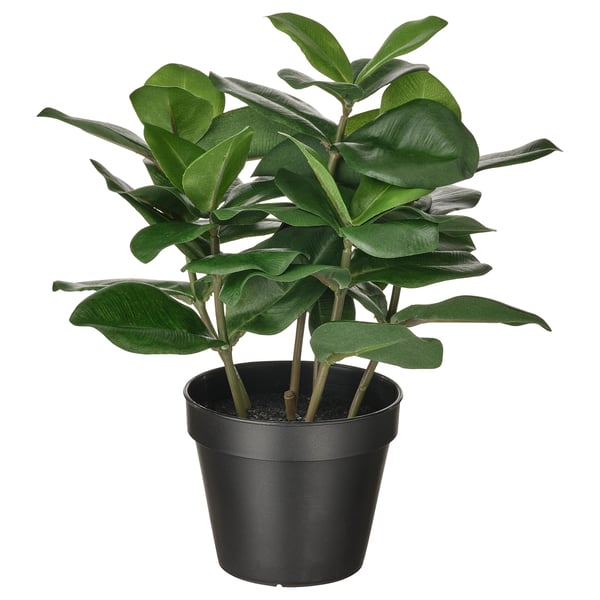 FEJKA Artificial potted plant, indoor/outdoor Clusia, 4 ¾ "