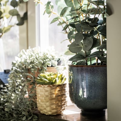 Windowsill with fern, succulent, and leafy plant.