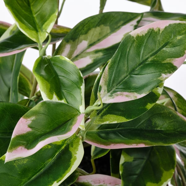 FEJKA Artificial potted plant, indoor/outdoor wax plant/hanging, 6" IKEA