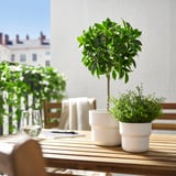 FEJKA Artificial potted plant, indoor/outdoor/Weeping fig stem, 4 ¾ "