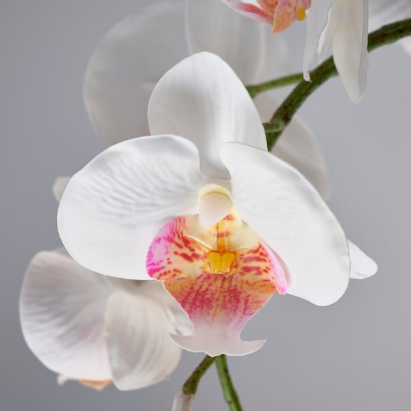 FEJKA Artificial potted plant, Orchid white, 3 ½ "