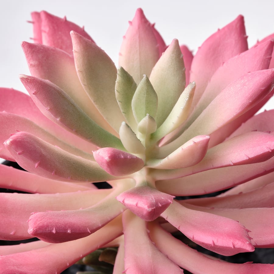 FEJKA Artificial potted plant, set of 3, indoor/outdoor Succulent IKEA