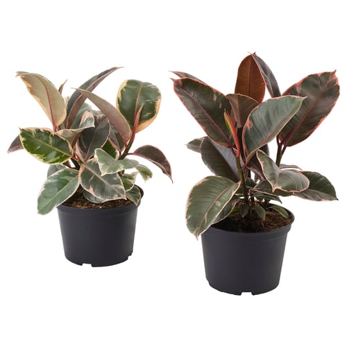 FICUS ELASTICA Potted plant, Rubber plant assorted species plants, 6 "