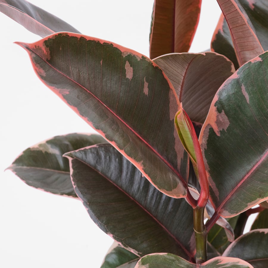 FICUS ELASTICA potted plant, Rubber plant assorted species plants, 6 ...