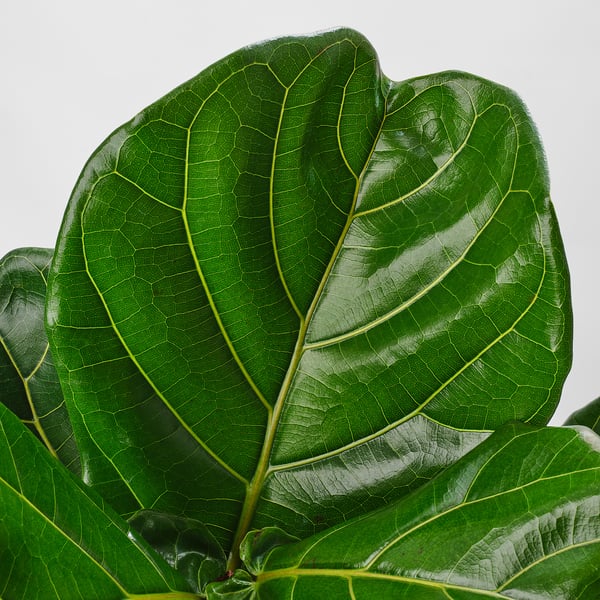 FICUS LYRATA Potted plant, fiddle-leaf fig/stem, 12 "