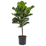 FICUS LYRATA Potted plant, fiddle-leaf fig/stem, 12 "