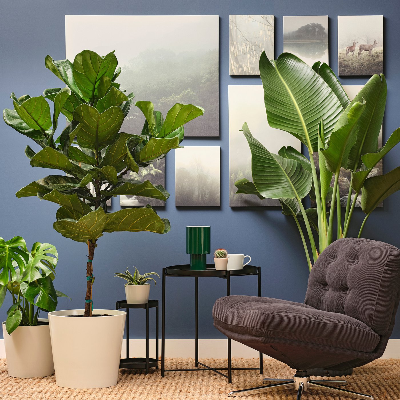 FICUS LYRATA potted plant, fiddle-leaf fig, 12