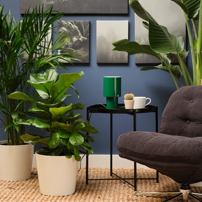 FICUS LYRATA Potted plant, fiddle-leaf fig, 9 ½ "