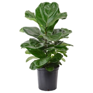 FICUS LYRATA Potted plant, fiddle-leaf fig, 9 ½ "