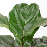 FICUS LYRATA Potted plant, fiddle-leaf fig, 9 ½ "