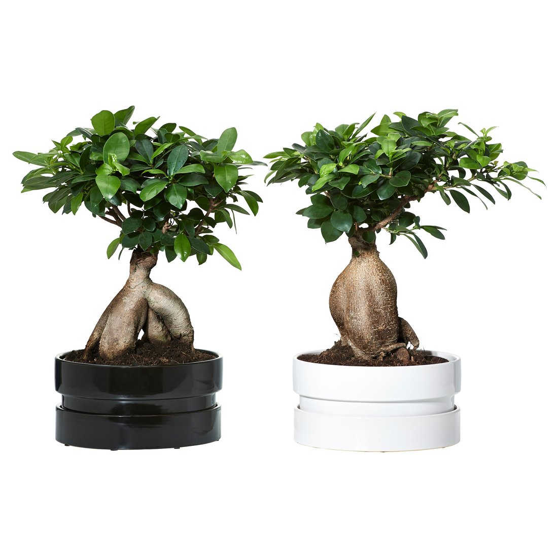 FICUS MICROCARPA GINSENG Plant with pot bonsai, assorted colors IKEA
