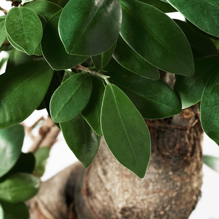 FICUS plant with pot, bonsai/assorted colors, 8 ¾