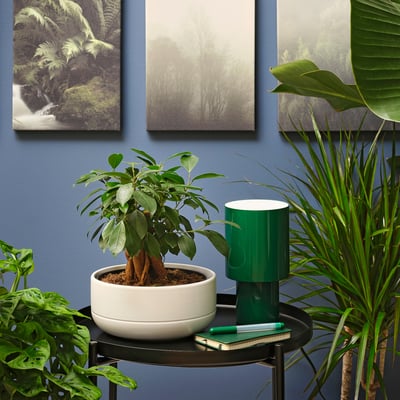 FICUS Plant with pot, bonsai/assorted colors, 8 ¾ "