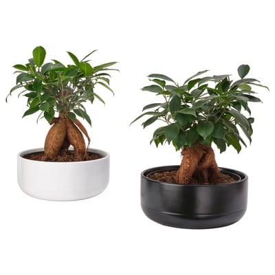 FICUS Plant with pot, bonsai/assorted colors, 8 ¾ "