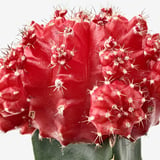 GYMNOCALYCIUM Potted plant, grafted cactus, 4 "