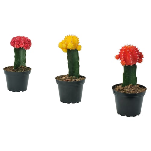 Three potted cacti, red, yellow, orange, in black pots. Bright colours, round shapes, easy-care plants.