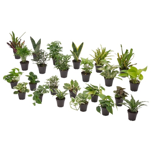 HIMALAYAMIX: assorted green potted plants in black polypropylene pots. Ideal for indoor decor.