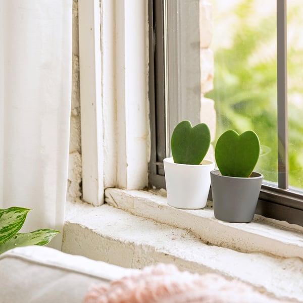 HOYA KERRII Plant with pot, Sweetheart hoya, 2 ½ "