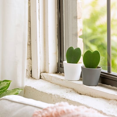 HOYA KERRII Plant with pot, Sweetheart hoya, 2 ½ "