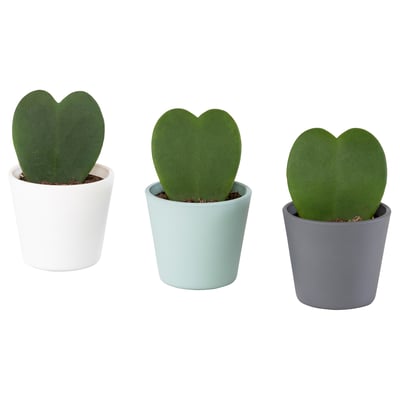 HOYA KERRII Plant with pot, Sweetheart hoya, 2 ½ "