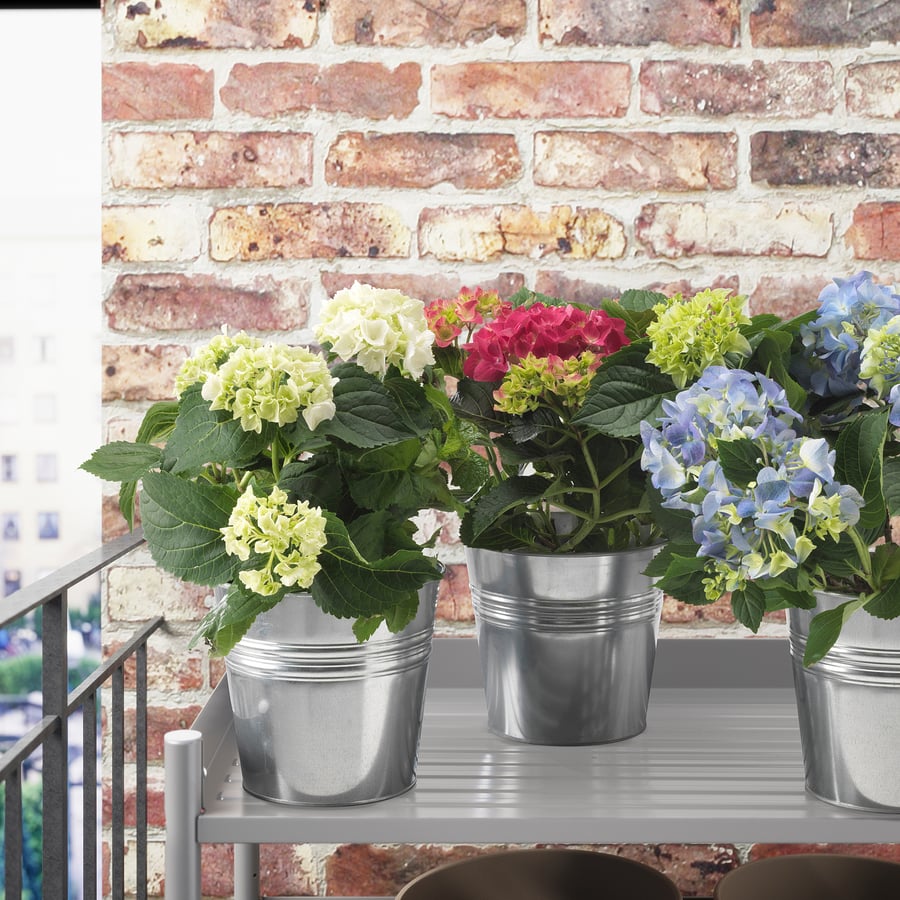 HYDRANGEA potted plant, Hydrangea assorted colors, 6