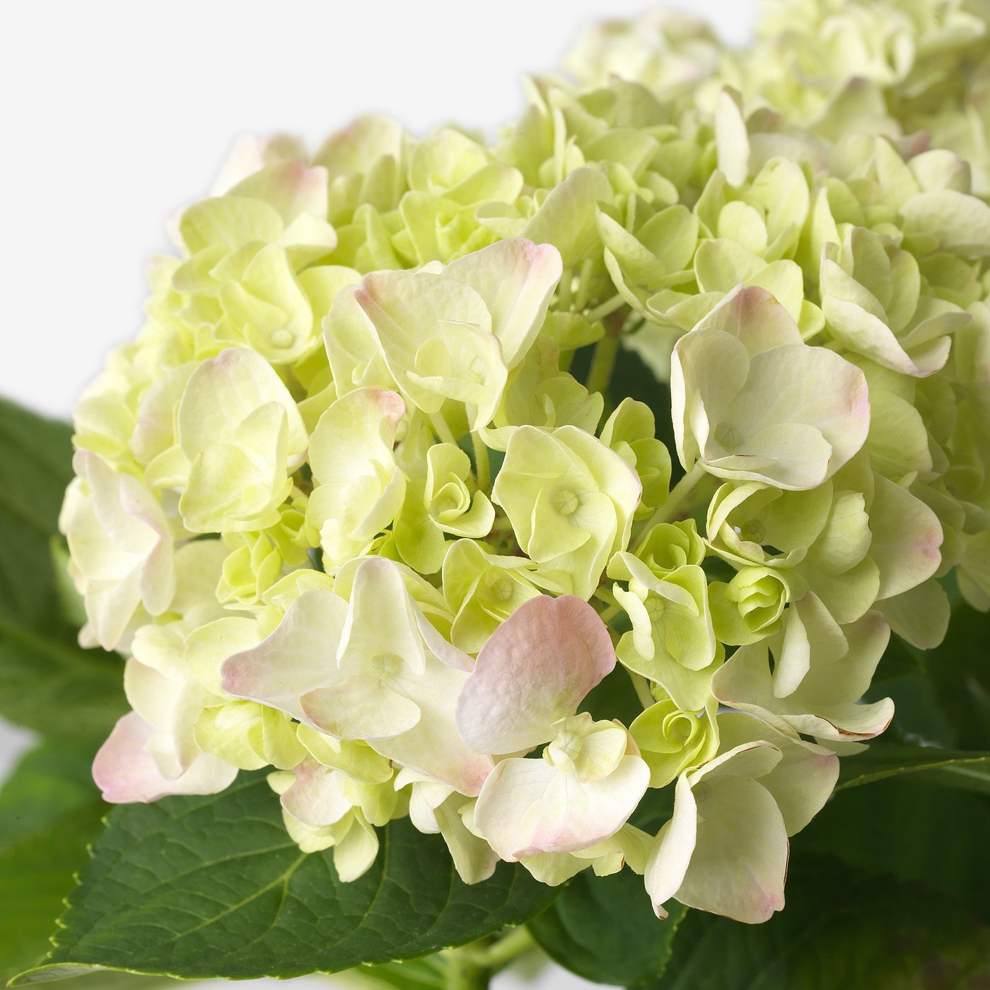 HYDRANGEA potted plant, Hydrangea assorted colors, 6