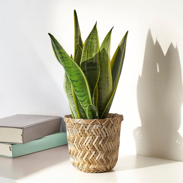 KLYNNON Plant pot, handmade bamboo, 4 ¾ "