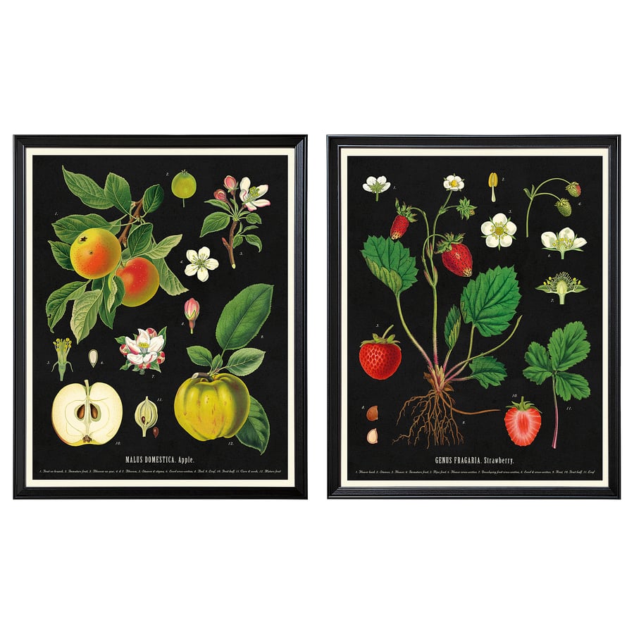 KNOPPÄNG Frame with poster, vintage botanical fruit charts, 16 ¼x20 "