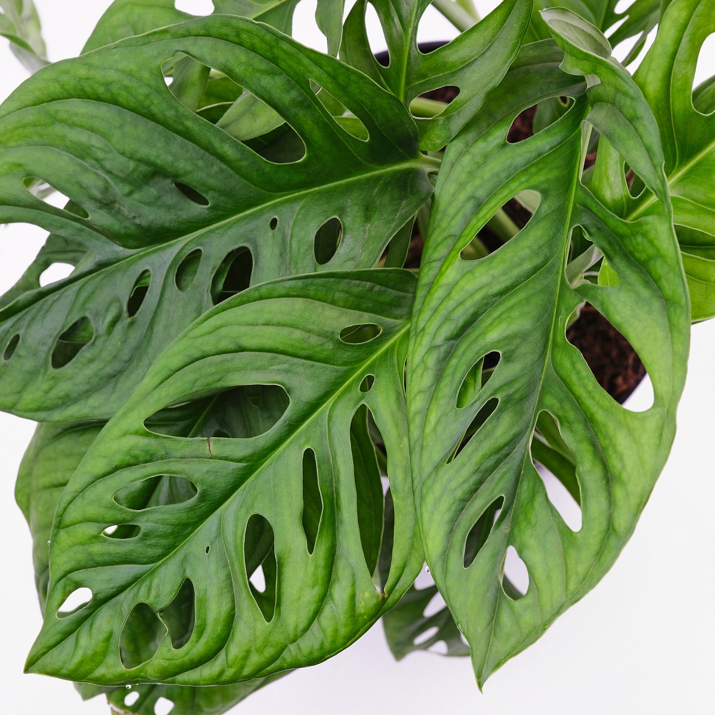 もんぶらん MONSTERA ADANSONII potted plant, adanson's monstera, 6