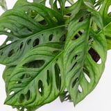 MONSTERA ADANSONII Potted plant, adanson's monstera, 6 "