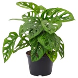 MONSTERA ADANSONII Potted plant, adanson's monstera, 6 "