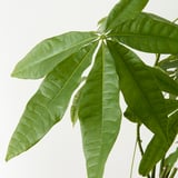 PACHIRA AQUATICA Potted plant, Guinea chestnut, 5 "