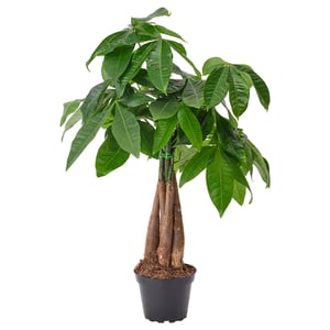 PACHIRA AQUATICA Potted plant, Guinea chestnut, 4 "