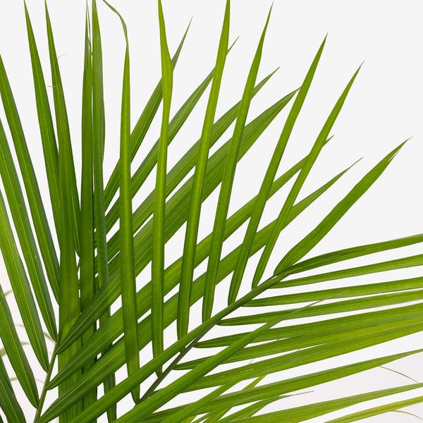 PALMMIX Potted plant, assorted species plants, 9 ½ "