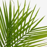 PALMMIX Potted plant, assorted species plants, 9 ½ "