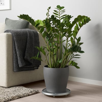 https://www.ikea.com/us/en/images/products/persillade-plant-pot-dark-gray__0899426_pe725858_s5.jpg?f=xxs