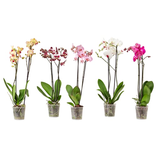Five potted PHALAENOPSIS orchids in various colours with green leaves in clear plastic pots.